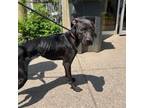 Adopt Juno Stray Hold 5/7 a Mixed Breed, German Shepherd Dog