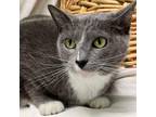 Adopt Carmine a Domestic Short Hair