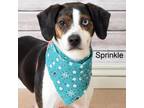 Adopt Sprinkle a Beagle