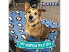Adopt Bonnie a Mixed Breed