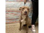 Adopt Nani Noodle a American Staffordshire Terrier