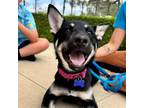 Adopt Macchiato - *Available 5/4* Claremont Location a Husky