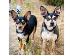 Adopt Foster *Bonded with Cafe*- Chino Hills Location a Miniature Pinscher