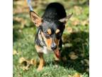 Adopt Foster *Bonded with Cafe*- Chino Hills Location a Miniature Pinscher