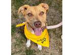 Adopt Wasp a Labrador Retriever