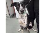 Adopt Lucy a Dalmatian, Shepherd