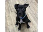 Adopt Chandelier a Pit Bull Terrier