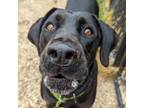 Adopt Banshee a Black Labrador Retriever, Cane Corso