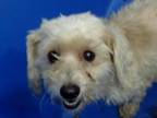 Adopt Pearl (Fluff) PKA Olive a Poodle