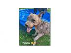 Adopt Paisley a Pit Bull Terrier, Terrier