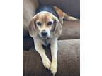 Adopt Raylee a Beagle
