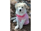 Adopt Blanca a Great Pyrenees