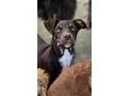 Adopt Cadbury a Australian Shepherd, Labrador Retriever