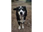 Adopt Kiko a Australian Shepherd, Golden Retriever