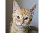 Adopt Mellow Yellow a Domestic Short Hair