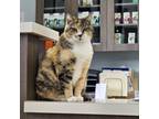 Adopt Mulberry (24-3821) a Domestic Short Hair