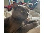 Adopt MOWGLI -Offered by Owner - Sr. Russian Blue F a Russian Blue