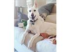 Adopt Cali a White German Shepherd