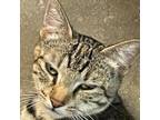 Adopt Lily.2 a Domestic Short Hair