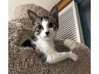 Adopt TACO a Domestic Short Hair