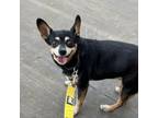 Adopt Shakey a Miniature Pinscher