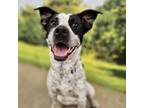 Adopt Lennox a Australian Cattle Dog / Blue Heeler, Cattle Dog