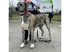 Adopt NALA-Paws Behind Bars Trained a Great Dane, Great Pyrenees