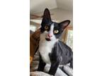 Adopt Nyala a Domestic Short Hair