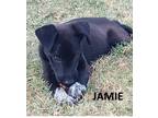 Adopt Jamie a Mixed Breed