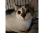 Adopt Joan a Domestic Short Hair