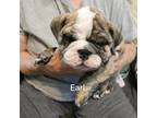 Bulldog Puppy for sale in Stillwater, OK, USA