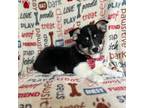Pembroke Welsh Corgi Puppy for sale in Lakeland, FL, USA