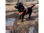 Adopt Cricket a Labrador Retriever