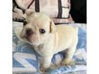 French Bulldog Puppy for sale in Petersburg, WV, USA