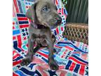 Great Dane Puppy for sale in Grass Lake, MI, USA