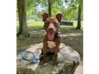 Adopt Brownie a Pit Bull Terrier, Mixed Breed