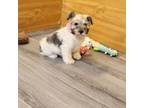 Schnauzer (Miniature) Puppy for sale in Bay Minette, AL, USA