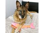 Adopt Robin a German Shepherd Dog