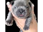 French Bulldog Puppy for sale in Baton Rouge, LA, USA