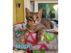 Adopt Hope AND Scooter a Domestic Short Hair