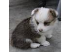Pembroke Welsh Corgi Puppy for sale in Moss, TN, USA