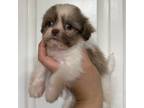 Shih Tzu Puppy for sale in San Antonio, TX, USA