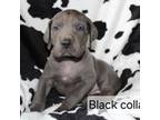 Great Dane Puppy for sale in Amana, IA, USA