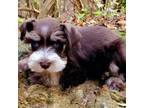 Schnauzer (Miniature) Puppy for sale in Fort Payne, AL, USA
