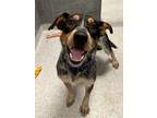 Adopt Lucci a Cattle Dog, Mixed Breed
