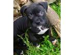 Adopt Lafayette a Boxer, Mixed Breed