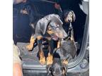 Doberman Pinscher Puppy for sale in Hesperia, CA, USA