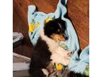 Shetland Sheepdog Puppy for sale in Olive Branch, MS, USA