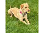 Adopt Emma a Yellow Labrador Retriever