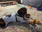 Adopt Carlee a Brittany Spaniel, Spaniel